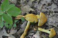 Cortinarius corrugatus image