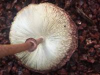 Leucoagaricus americanus image