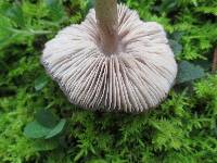 Entoloma violaceum image