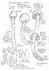 Cortinarius gentilis image