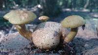 Pseudoboletus parasiticus image