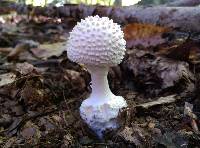 Amanita abrupta image