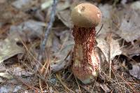 Boletellus russellii image