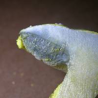 Pulveroboletus ravenelii image