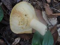 Lactarius maculatipes image