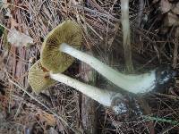 Entoloma flavifolium image