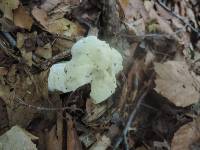 Entoloma sinuatum image