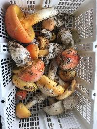 Amanita cochiseana image