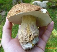 Boletus nobilissimus image