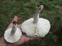 Russula variata image