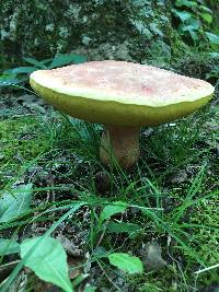 Boletus pallidoroseus image