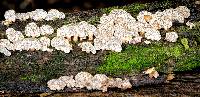 Panellus pusillus image