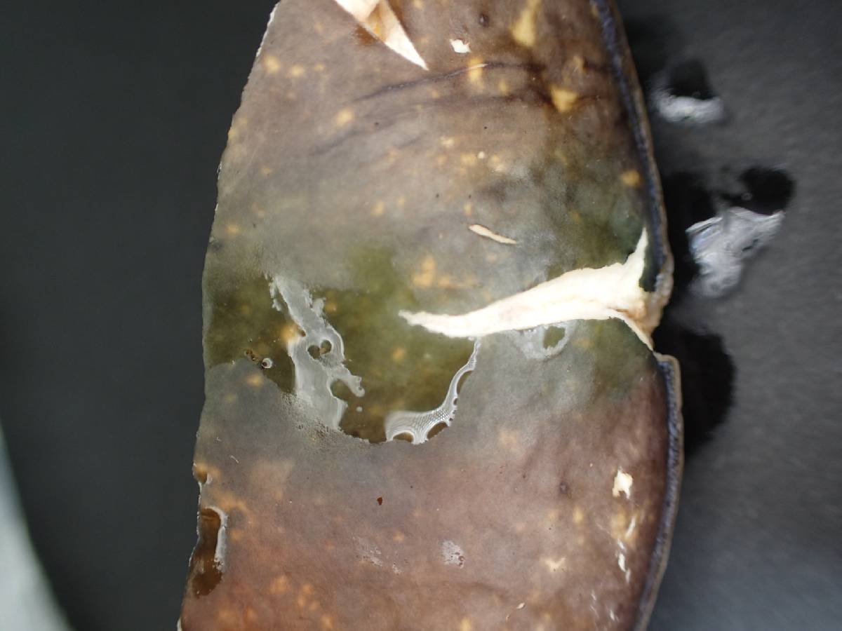 Boletus violaceofuscus image