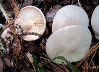 Tricholoma album image