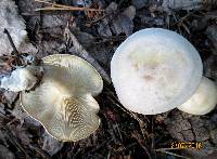 Tricholoma album image