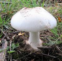 Amanita suballiacea image