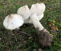 Amanita suballiacea image