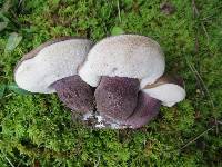 Tylopilus plumbeoviolaceus image