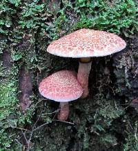 Suillus spraguei image