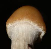 Psilocybe hopii image