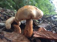 Tricholoma imbricatum image