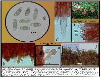 Phylloporus leucomycelinus image