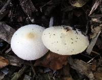 Leucocoprinus cepistipes image