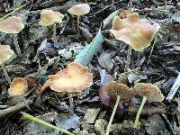 Agrocybe arvalis image