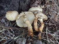 Pholiota squarrosa image