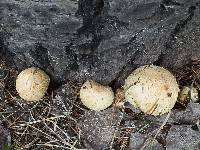 Pholiota squarrosa image