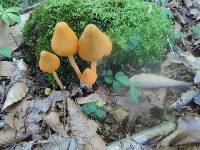 Entoloma quadratum image