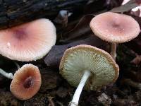 Leucoagaricus rubrotinctus image