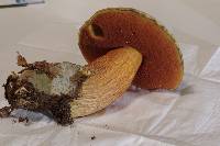 Boletus luridus var. luridus image