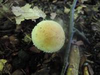 Stropharia hardii image