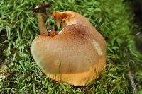 Gymnopilus braendlei image