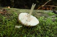 Pluteus americanus image