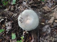 Russula modesta image