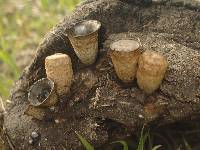 Cyathus stercoreus image