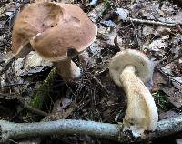 Tylopilus felleus image