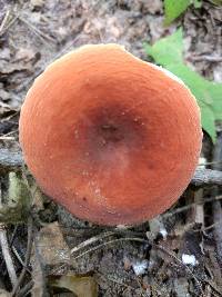 Lactifluus hygrophoroides image