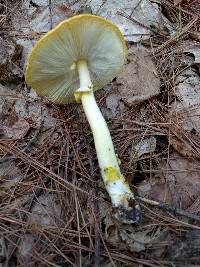 Amanita flavorubens image