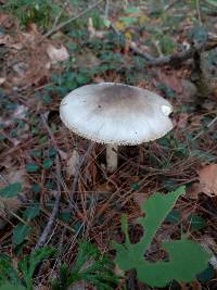 Amanita brunnescens image