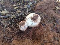 Agaricus approximans image