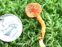 Hygrocybe marchii image