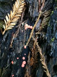 Lycogala epidendrum image