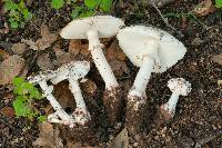 Amanita cruentilemurum image