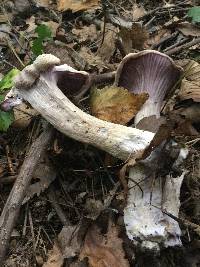 Laccaria ochropurpurea image