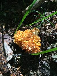 Calocera viscosa image