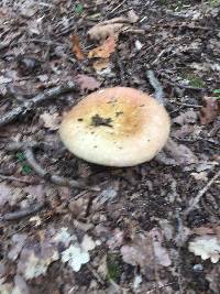 Russula vesca image