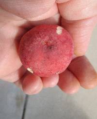 Russula rosea image